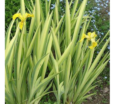 Ірис болотний Варієгата (Iris pseudacorus Variegata)